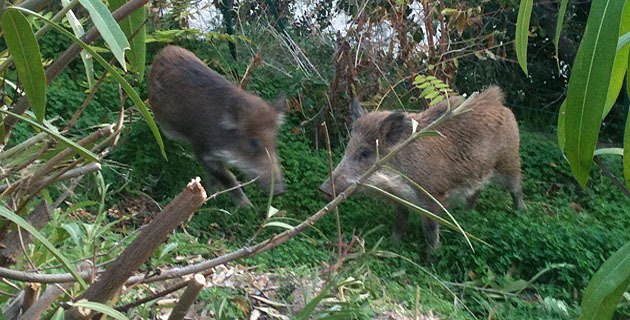Chasse aux sangliers en Corse : la chevrotine n'est pas autorisée