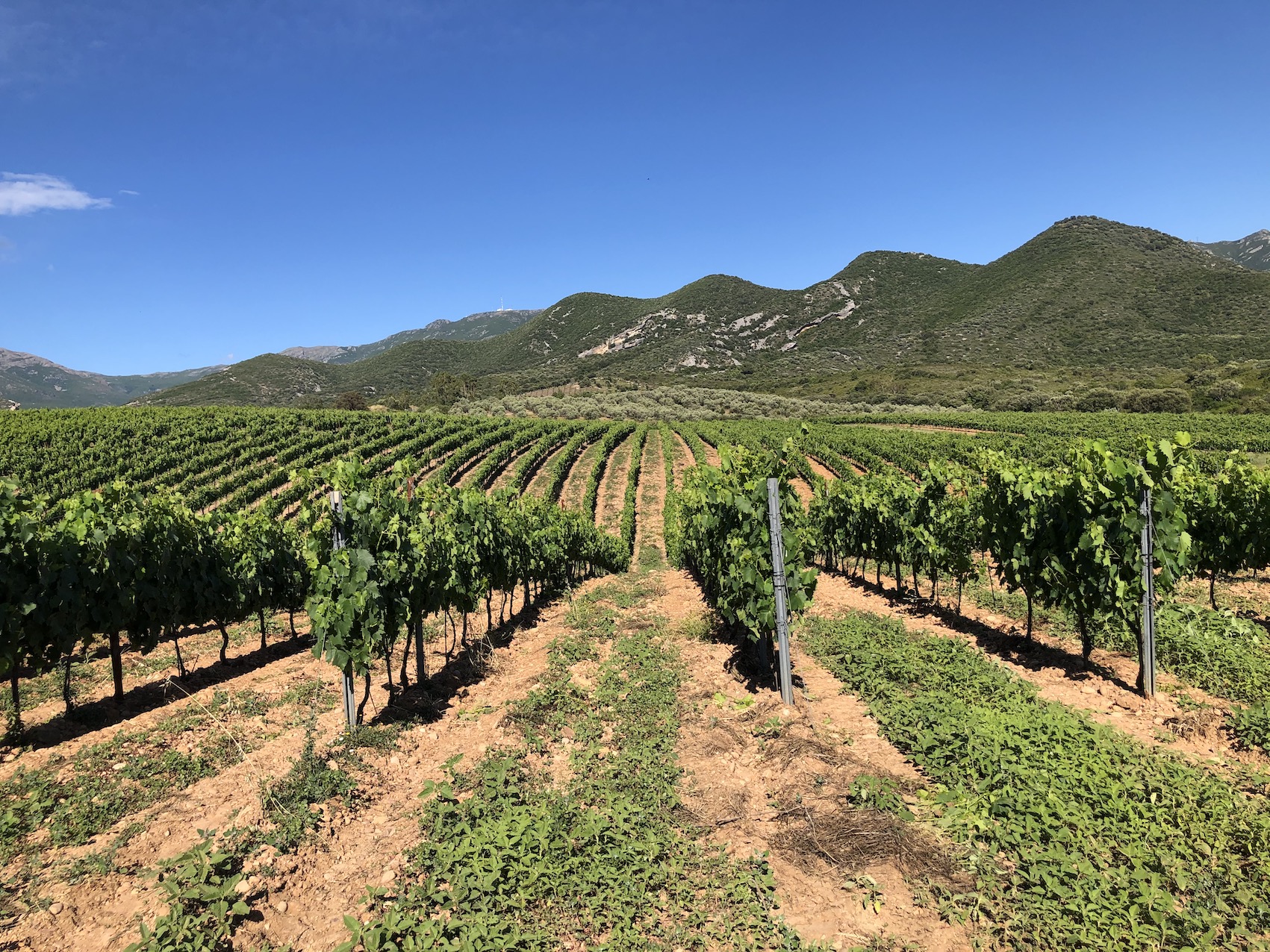 Les vignes du domaine Orenga de Gaffory.