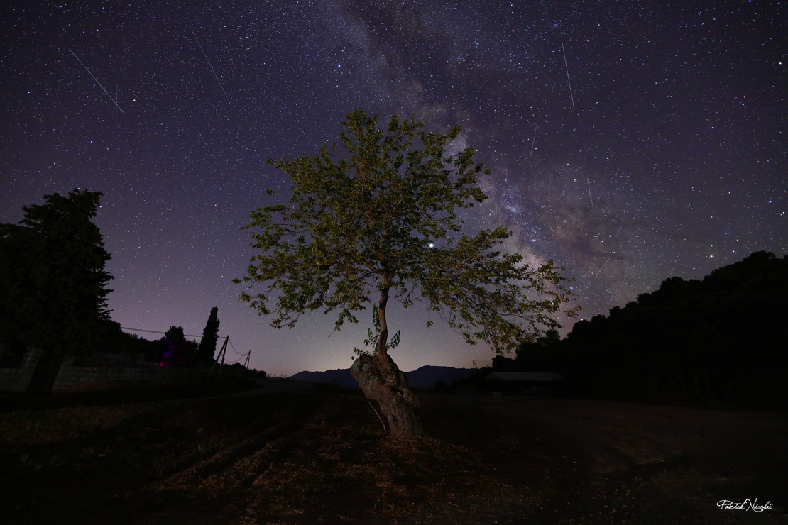 La photo du jour : un arbre sous une pluie d'étoiles 