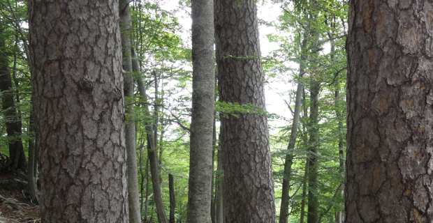 L'union régionale des communes forestières de Corse "condamne la politique menée par l’ONF"