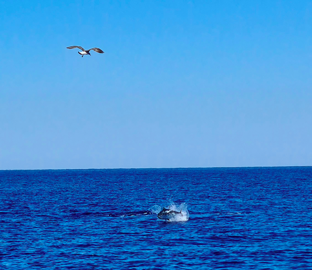 (Photo Amandine Morati)