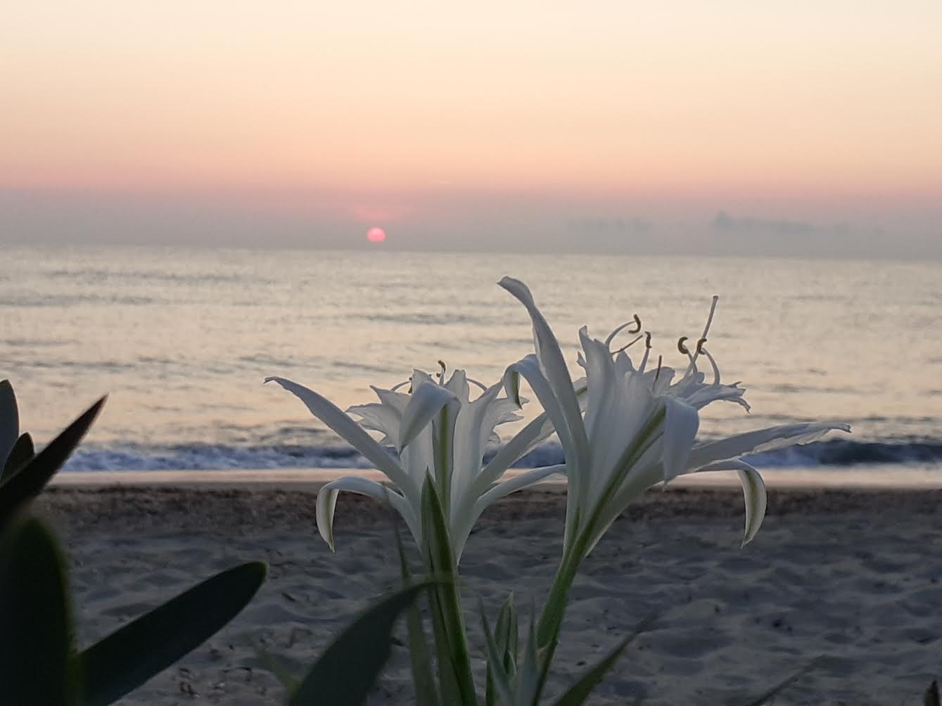 (Françoise Geronimi)