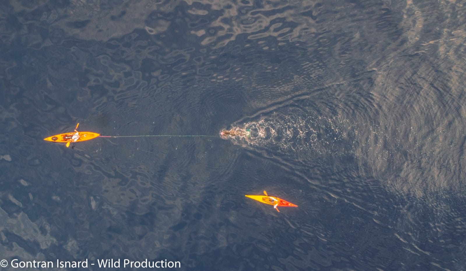 Des nouvelles de Thierry Corbalan, l'homme dauphin corse