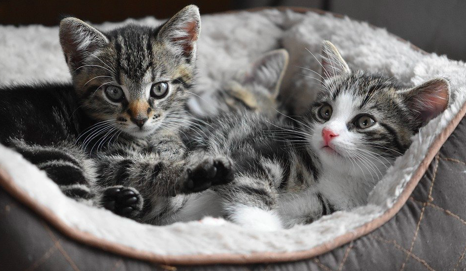 Lisula : I Ghjatti senza tettu recherchent des nouvelles familles