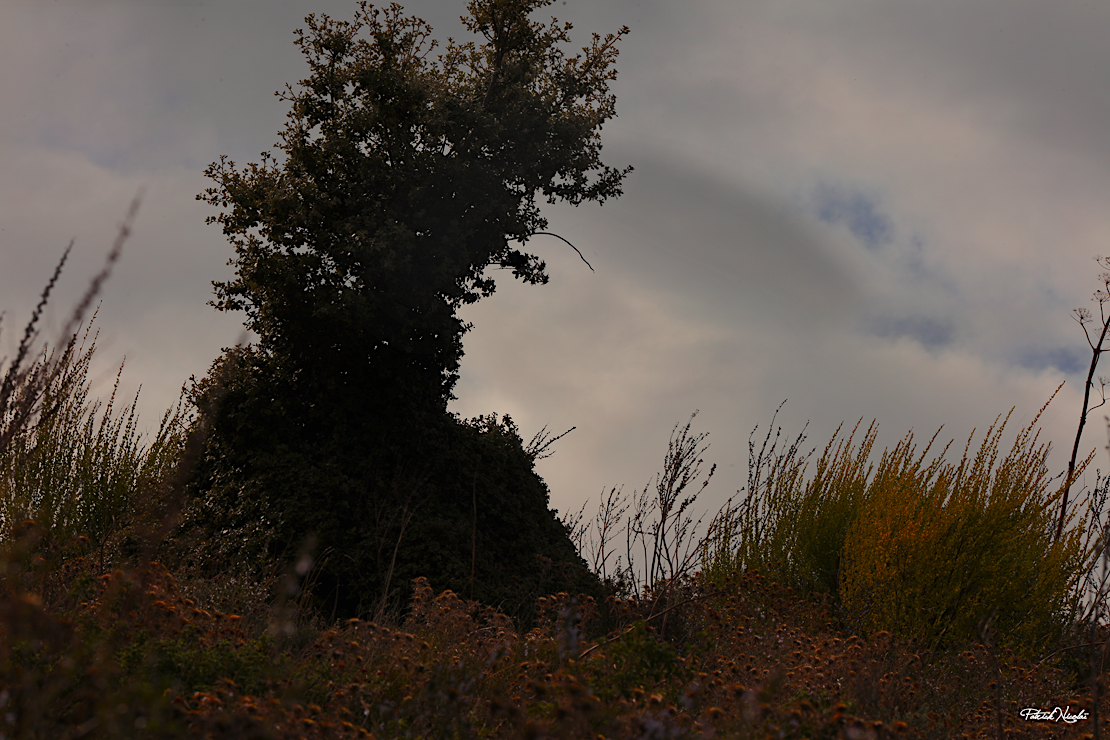 La photo du jour : visage végétal à Carbini