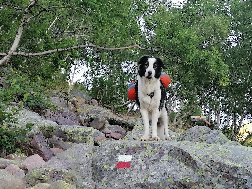 Jack, 4 ans a porté pendant deux jours 2 litres d'eau et 2 de croquettes.