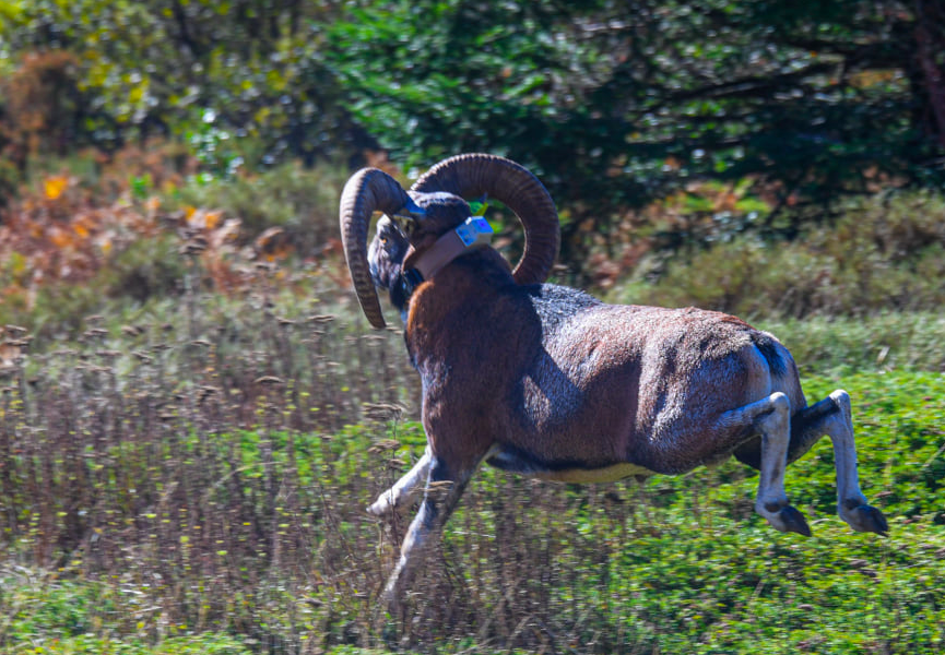 Images Parc naturel régional de Corse
