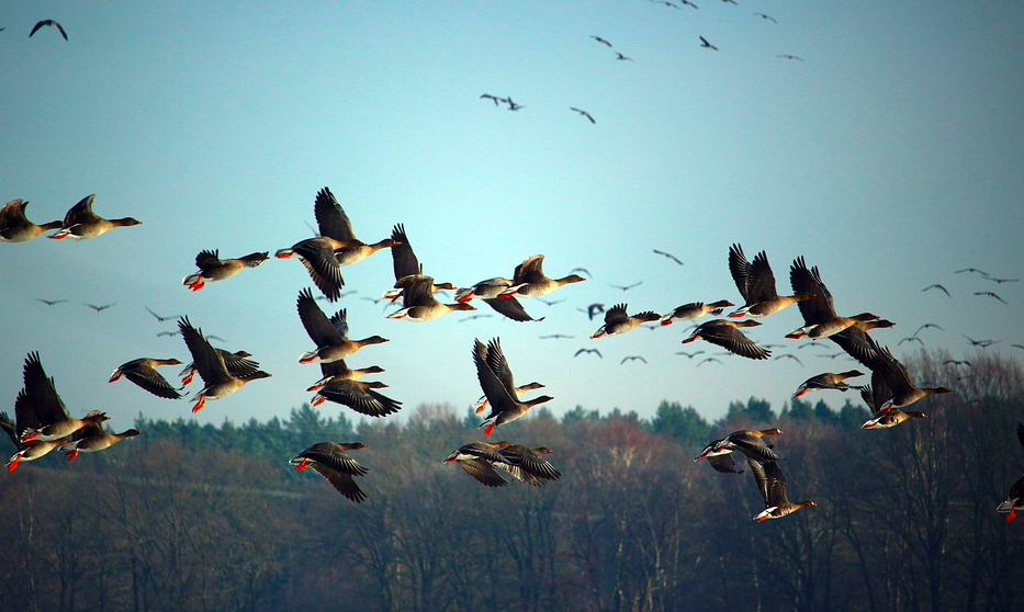 Grippe aviaire : la Corse placée en "risque modéré"