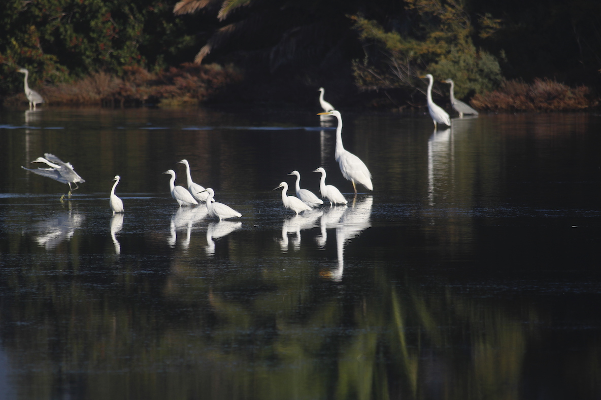 Porto-Vecchio : indispensables marais salants
