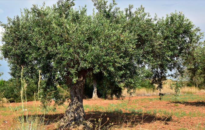 Retour de la Xylella en Corse : la droite insulaire se mobilise