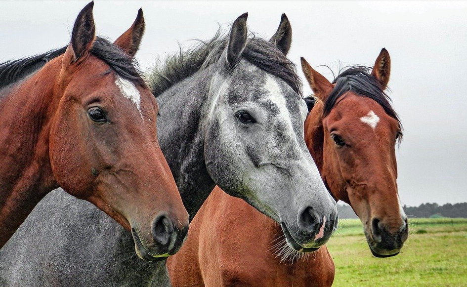 Le Conseil du Cheval Corse partenaire de la 1ère Semaine Digitale du Cheval