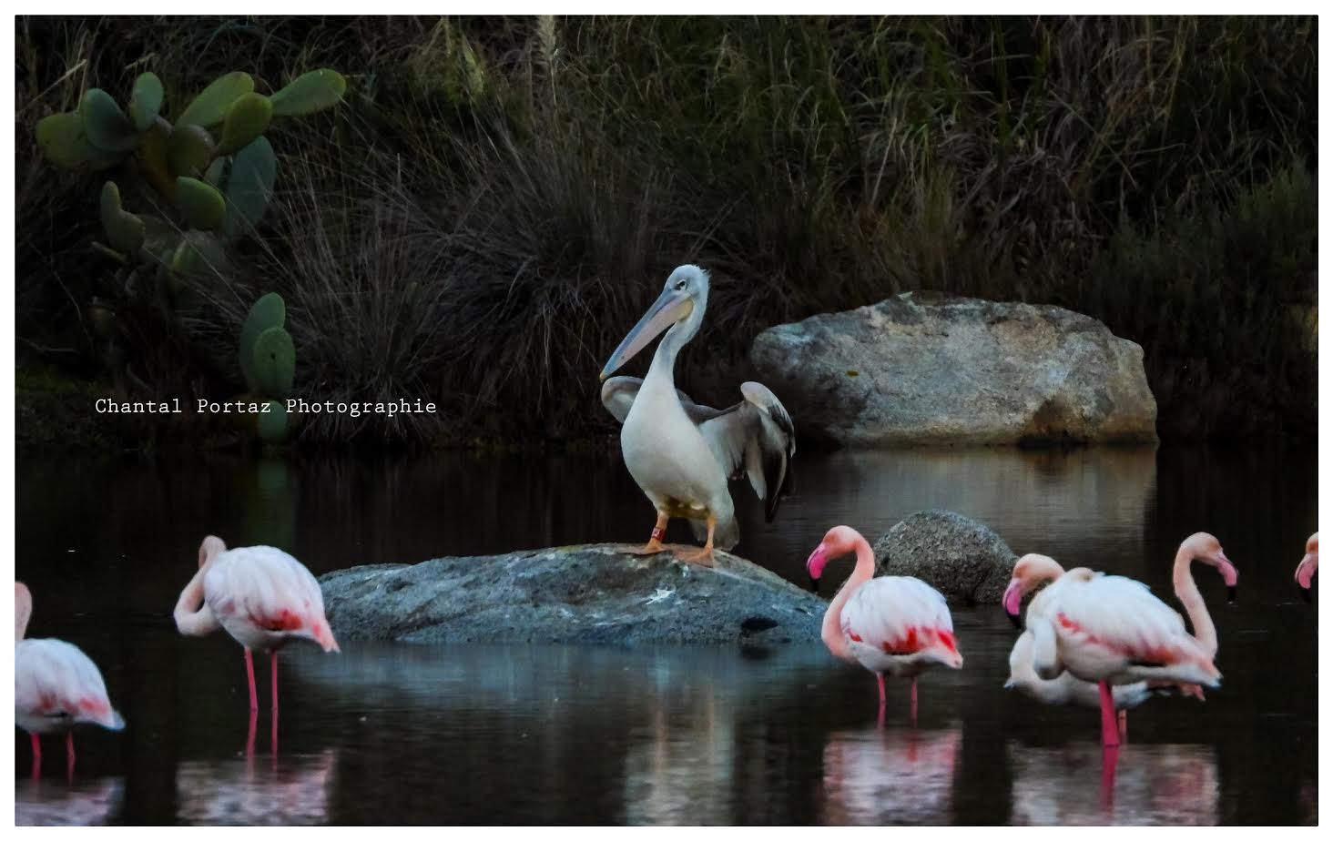 La photo du jour : Le pélican et les flamants roses de Porto-Vecchio