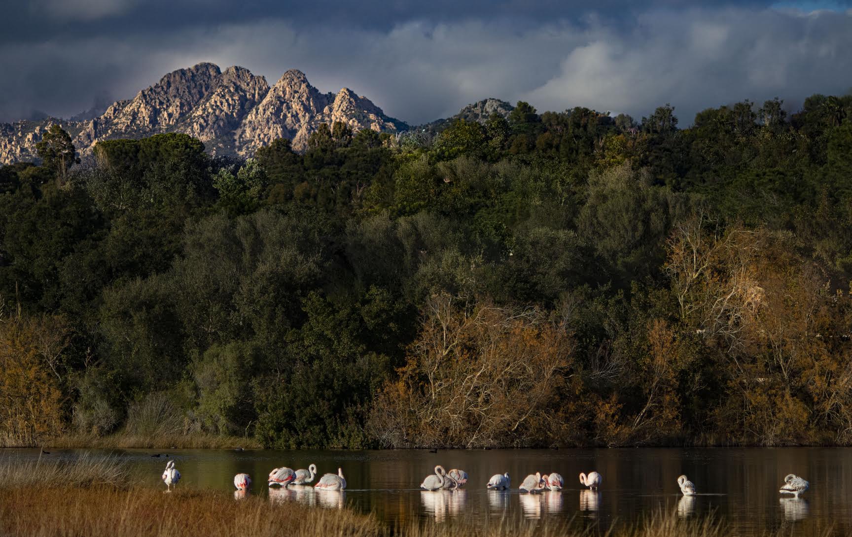 La photo du jour : les flamants roses au soleil de Porto-Vecchio