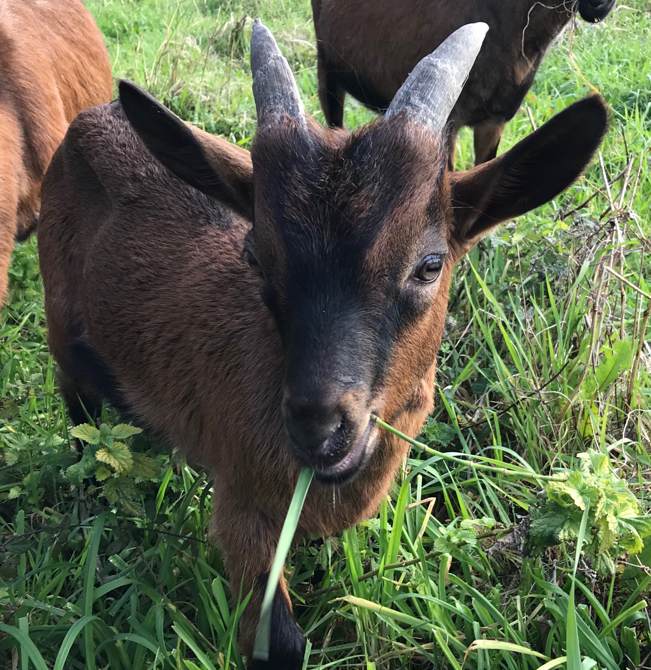 Une ferme de Biguglia récupère les sapins de Noël pour nourrir ses chèvres