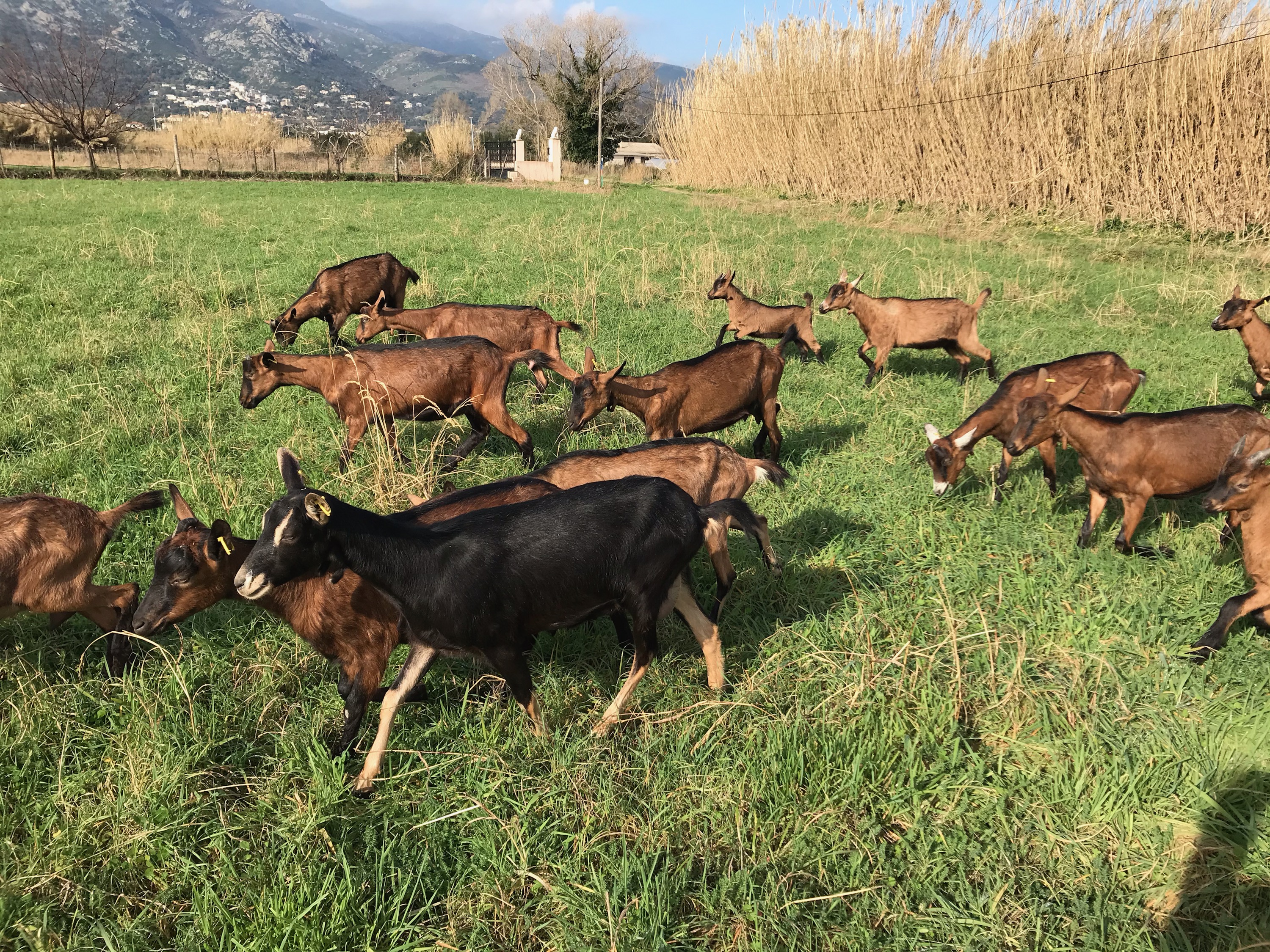 Une ferme de Biguglia récupère les sapins de Noël pour nourrir ses chèvres