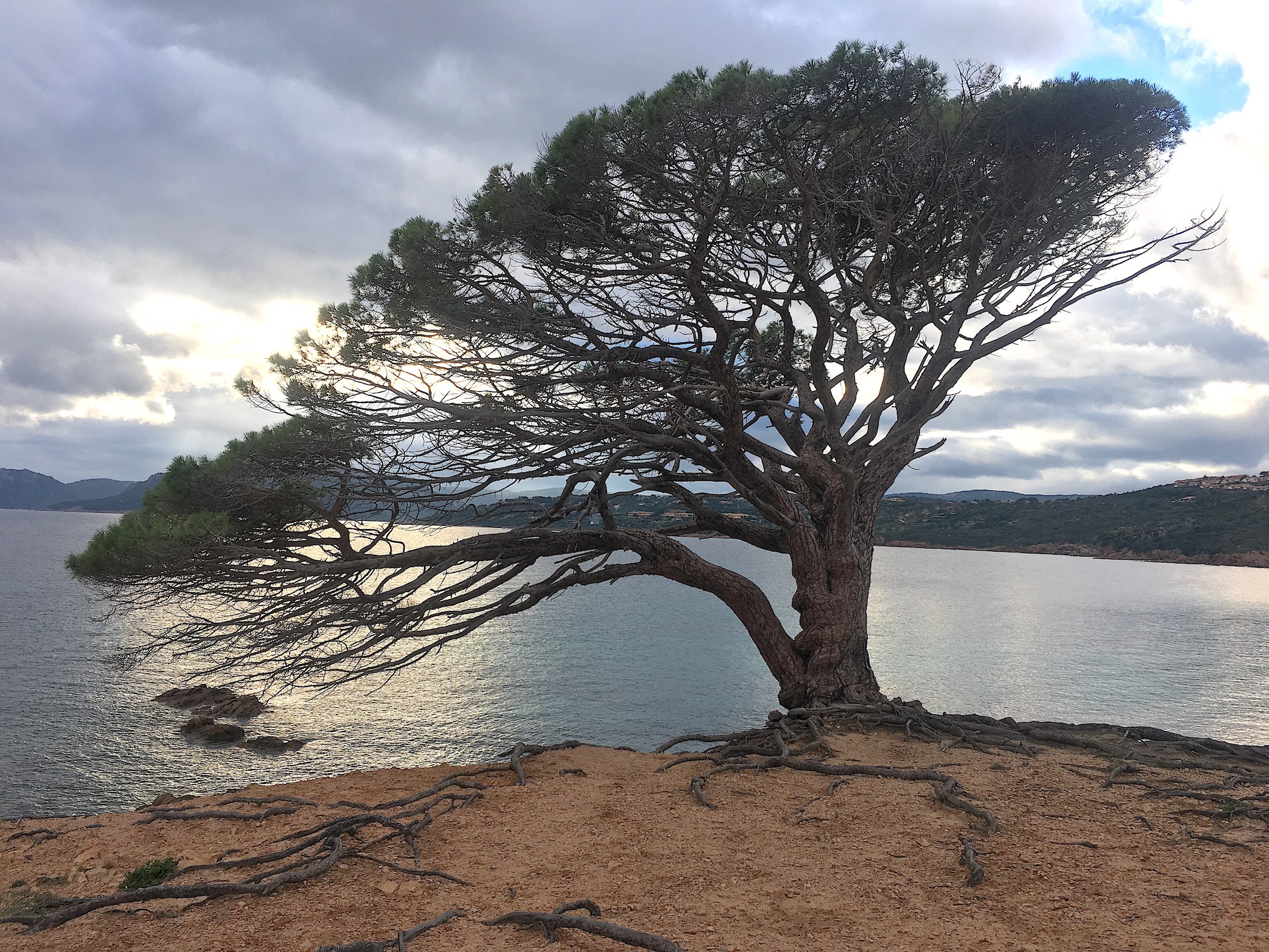 La photo du jour : la sentinelle de l’Acciaro Plage