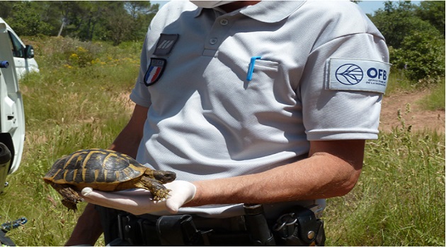 La tortue d'Hermann fait l'objet d'une surveillance particulière par les agents de l'OFB en Corse.