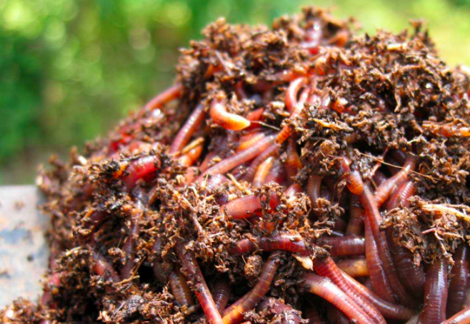 Corse : prêts à passer au lombricomposteur ?