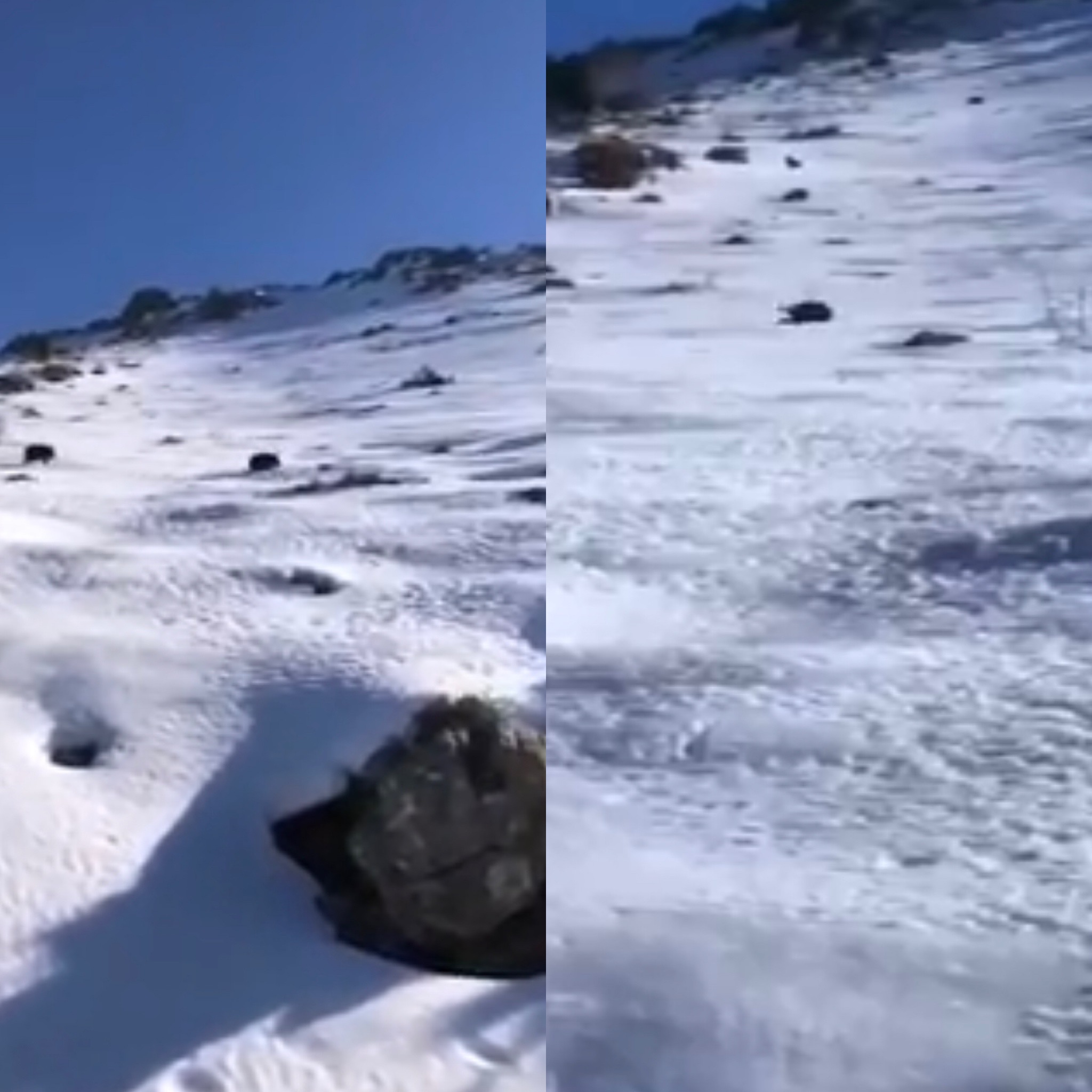 VIDEO - "Mi lu, mi lu, il nous arrive droit dessus !" : un sanglier glisse sur la neige et tombe sur deux randonneuses