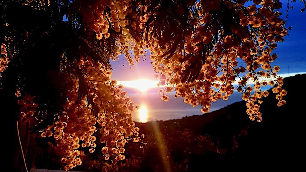 La photo du jour : le mimosa dans le soleil levant de Silgaghja