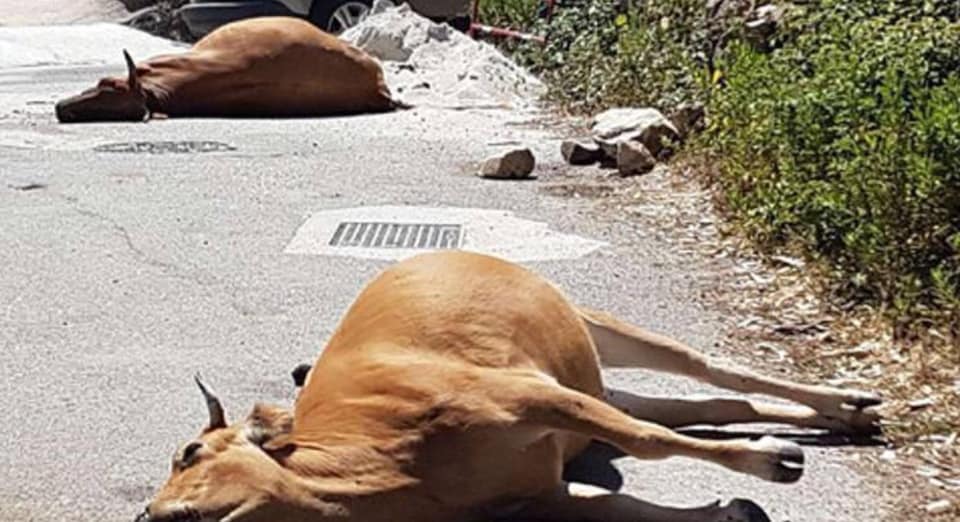 Les photos qui circulent sur les réseaux sociaux seraient issues de battues sauvages non autorisées et non de la battue administrative organisée à Bastia dans la nuit de jeudi 26 à vendredi 27 février.