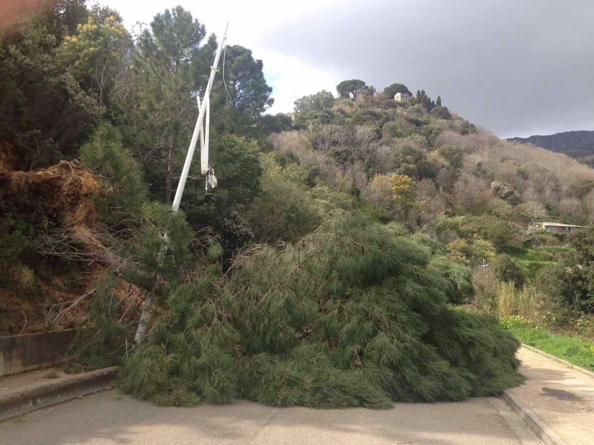 Arbre arraché au Macchione à Bastia
