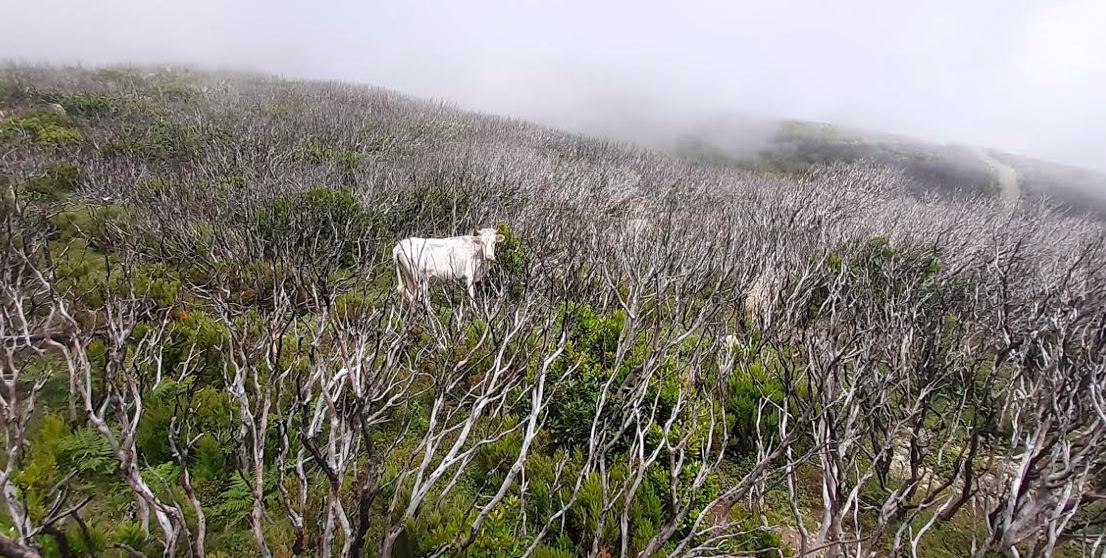 Cima di e Follicie, photo Pascal Ledervouet