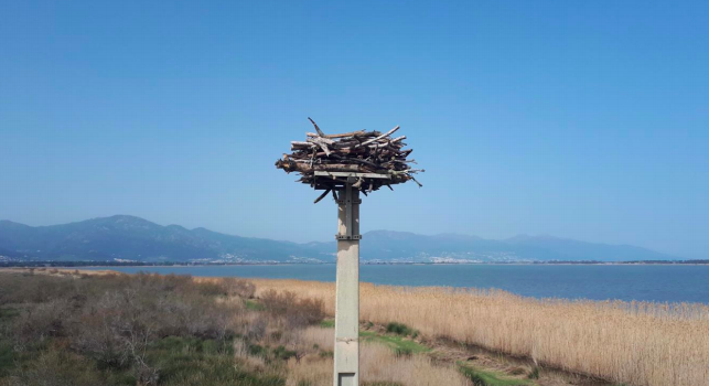 Un nouveau nid accueillera les balbuzards pêcheurs à la réserve naturelle de Biguglia 