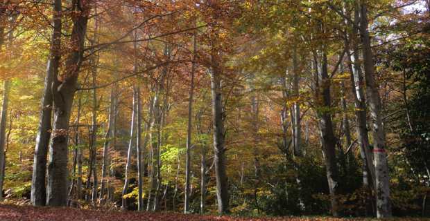 Forêt de Vizzavona. Photo CNI.