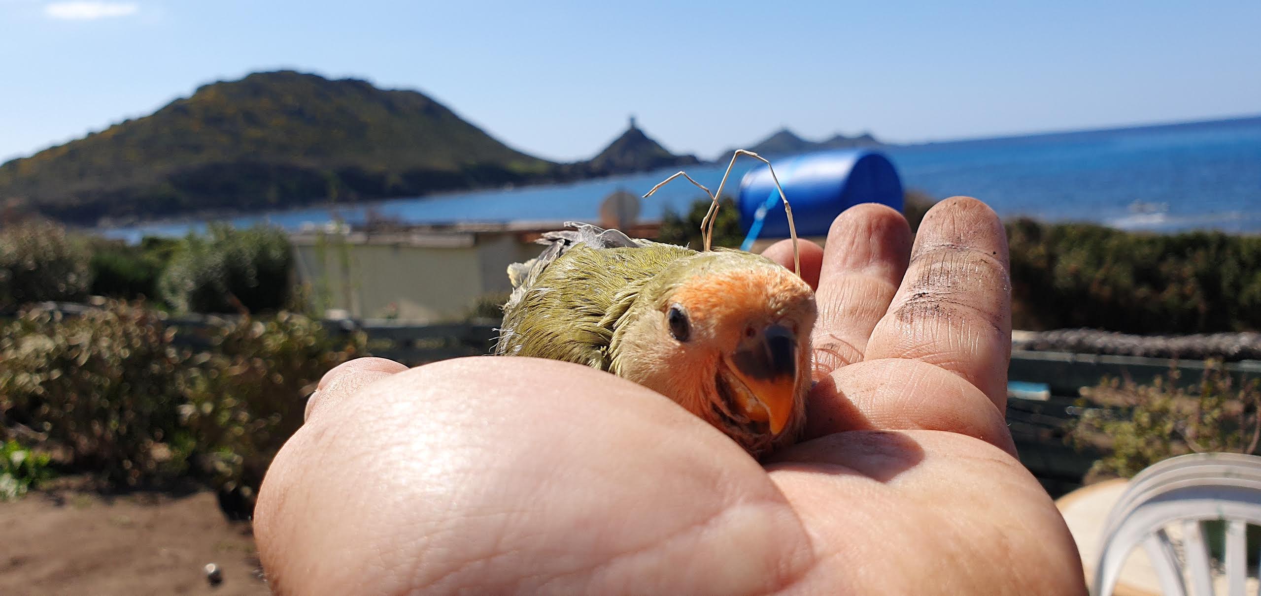 La photo du jour : l'oiseau et la Parata.... 