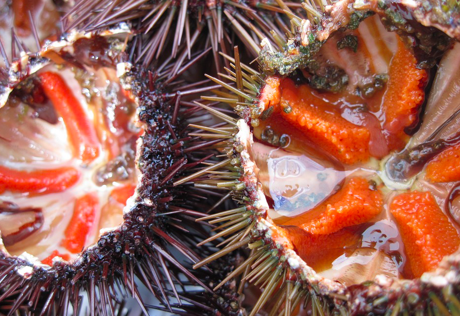 En Corse la saison des oursins est terminée