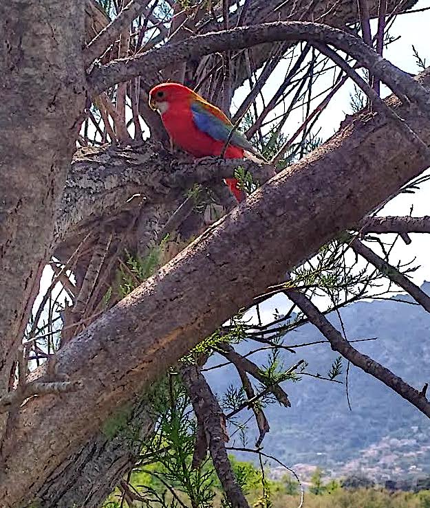 A qui est la perruche de l'étang de Biguglia ?