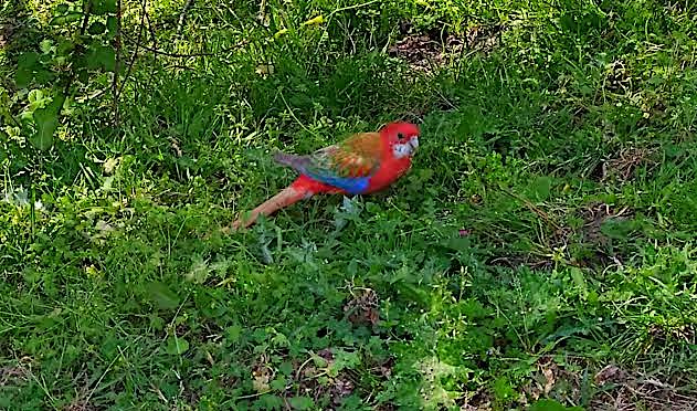 A qui est la perruche de l'étang de Biguglia ?