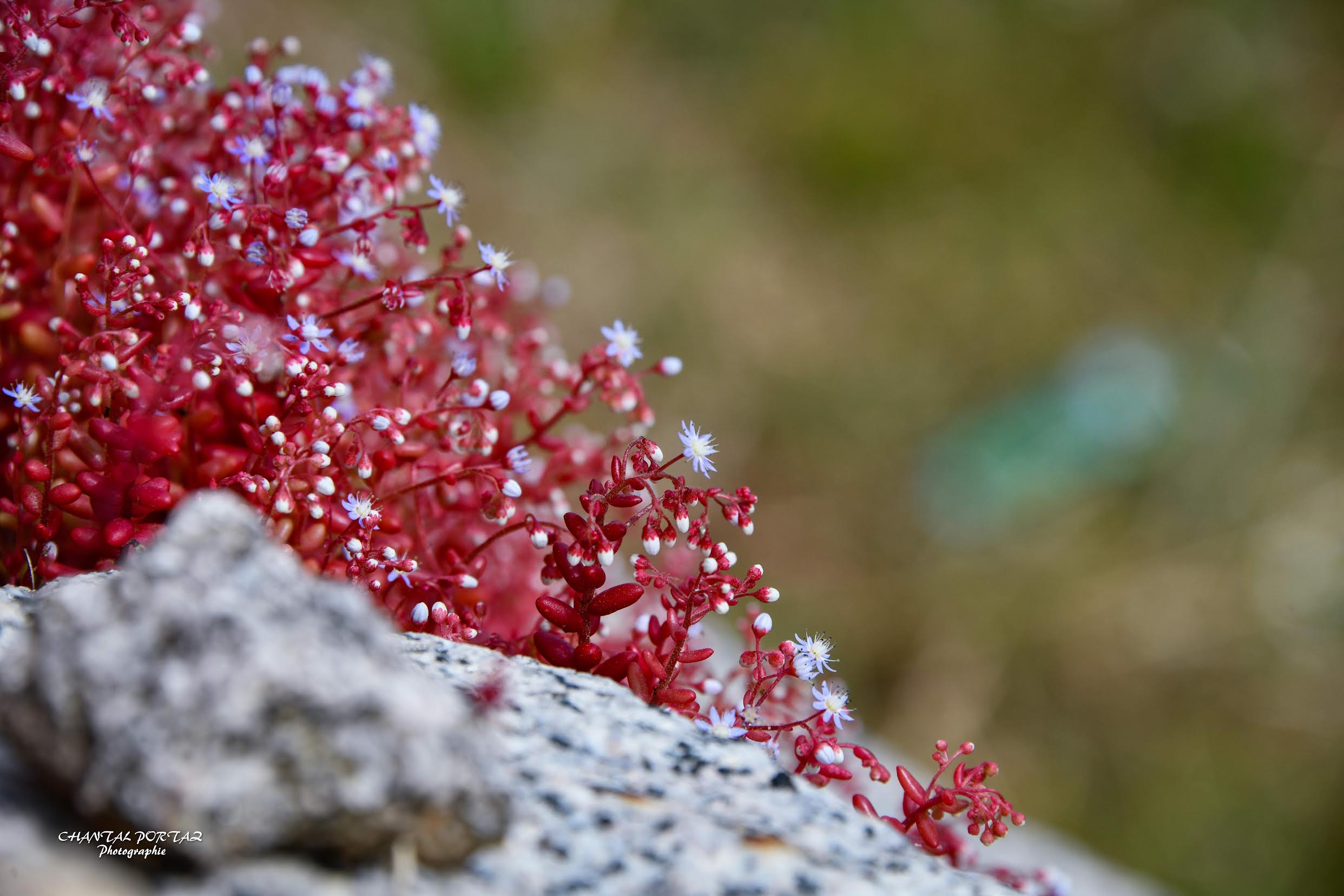 Arba di l’Ascinzioni : Sedum Capaea (Chantal Portaz Biancarelli ( @Chantal Portaz Photographie))