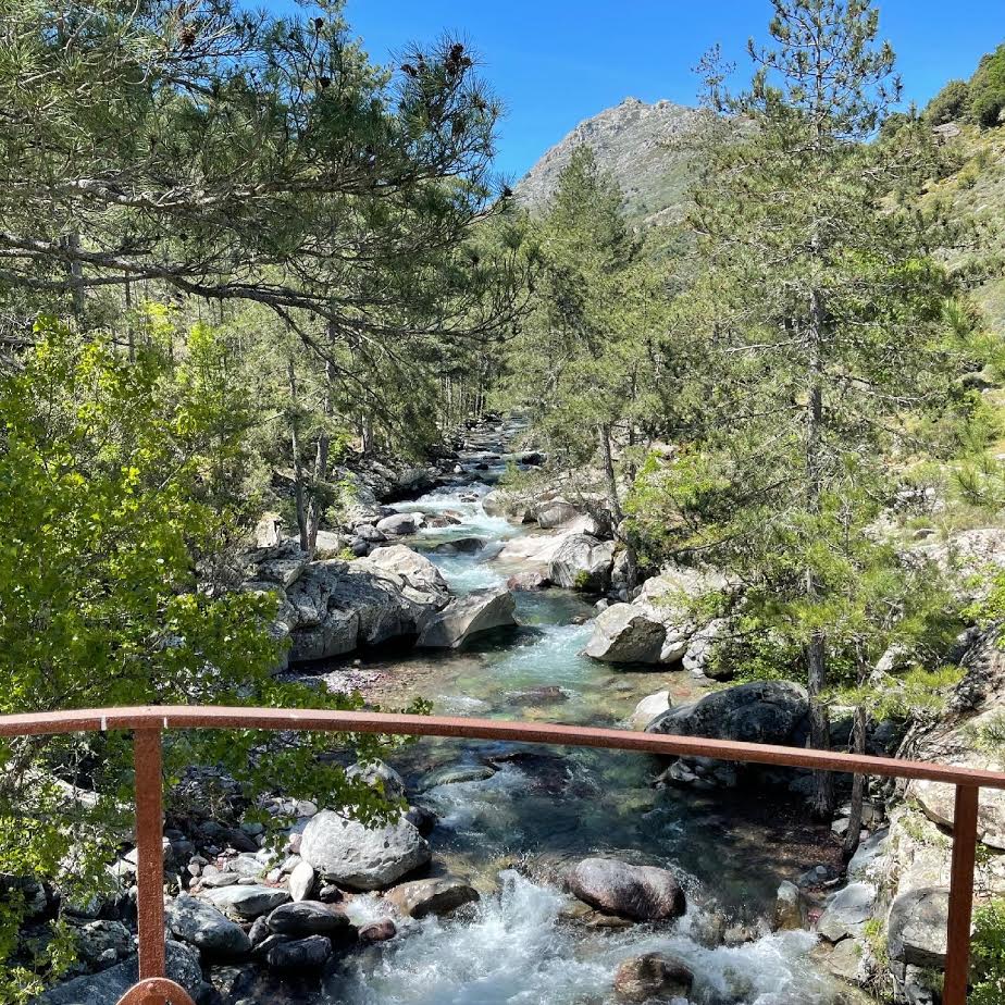 Dans la forêt de Tartagine .(Reymann Marina)