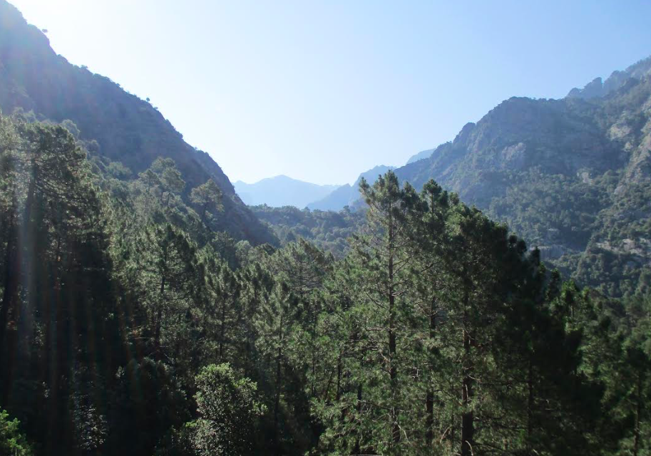La forêt de Bonifatu, photo Gilles Plancke