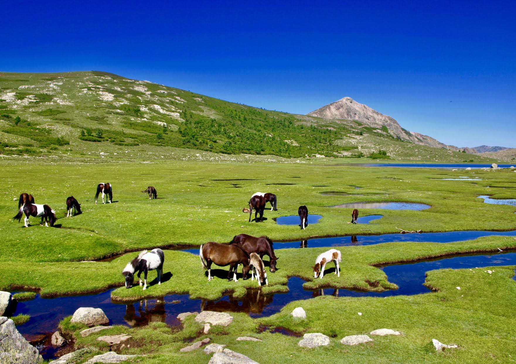 La photo du jour : les chevaux du lac de Ninu