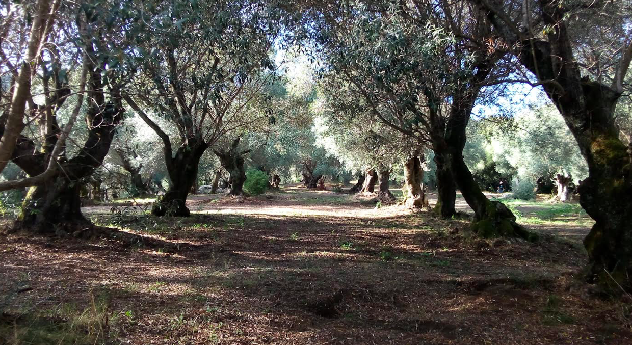 Photos les Minelli -  Gianfranceschi Vincent