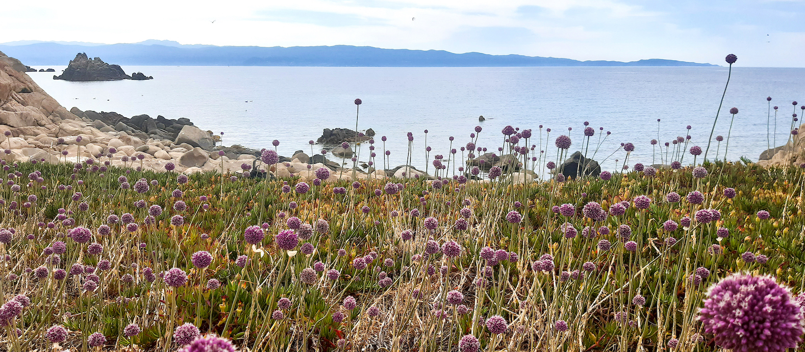 La photo du jour :  fleur d'ail de mezzu mare