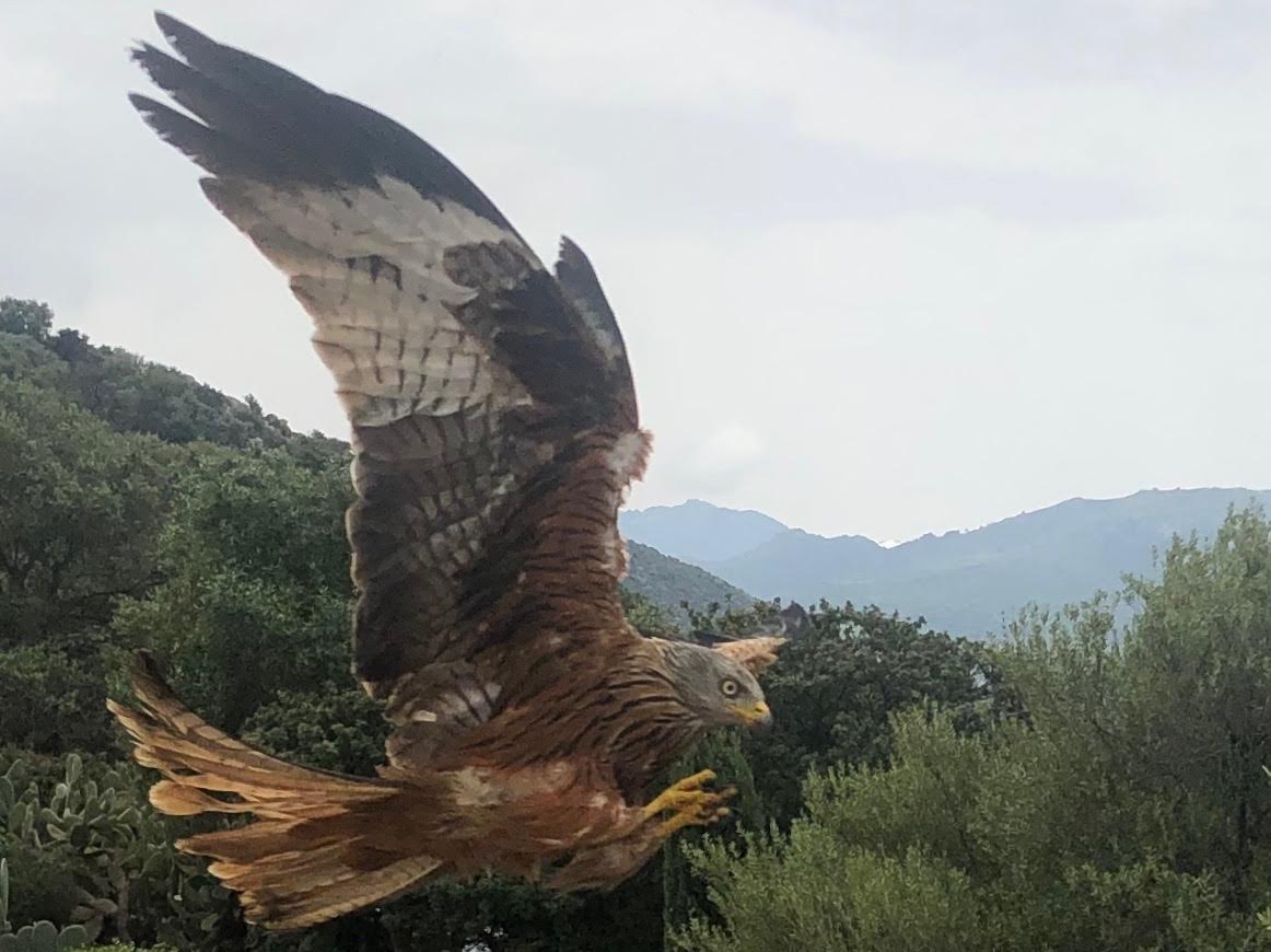 La photo du jour : le repas du Milan de Balagne