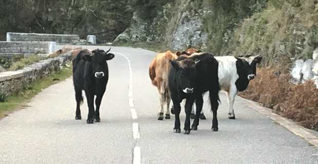 La divagation animale est considérée par l'association des maires de Haute-Corse comme "un fléau". (Image d'archives CNI)
