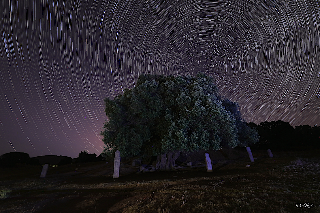 La photo du jour : l'olivier millénaire de Filitosa dans la nuit