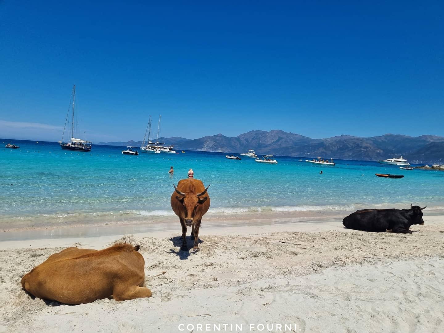 La photo du jour : au Lotu, les vaches sont à la plage