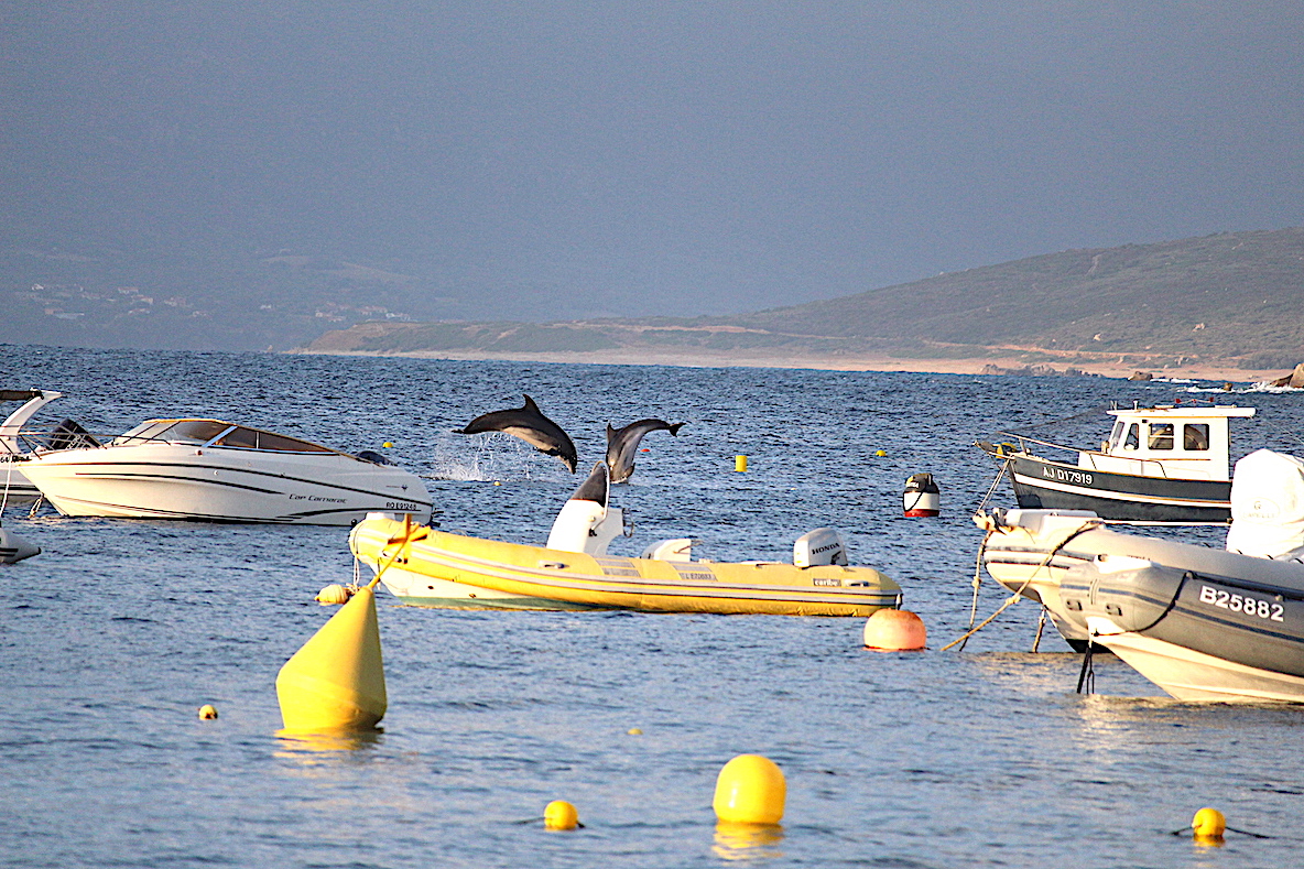 La photo du jour : les dauphins de Campumoru