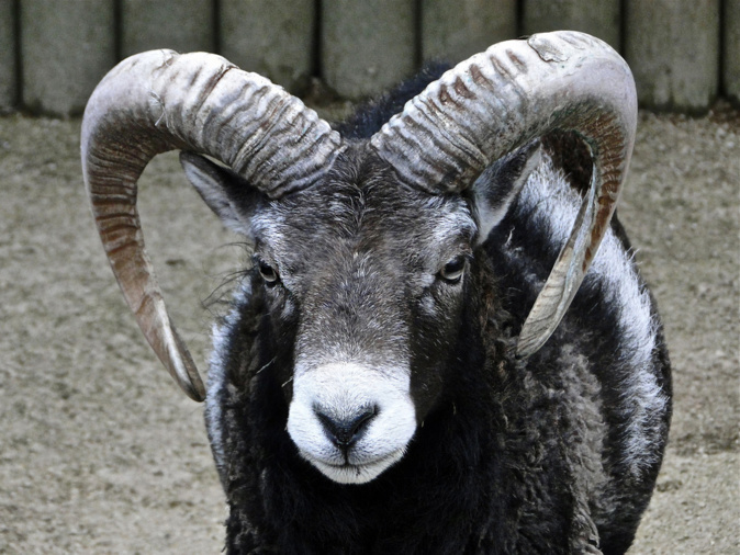 Les mésaventures d'un mouflon de Corse en Wallonie