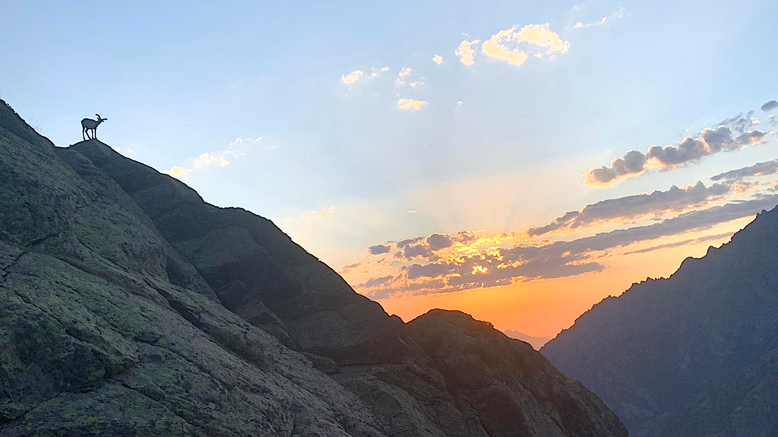 La photo du jour : mouflon et lever de soleil sur la vallée de l'Ascu