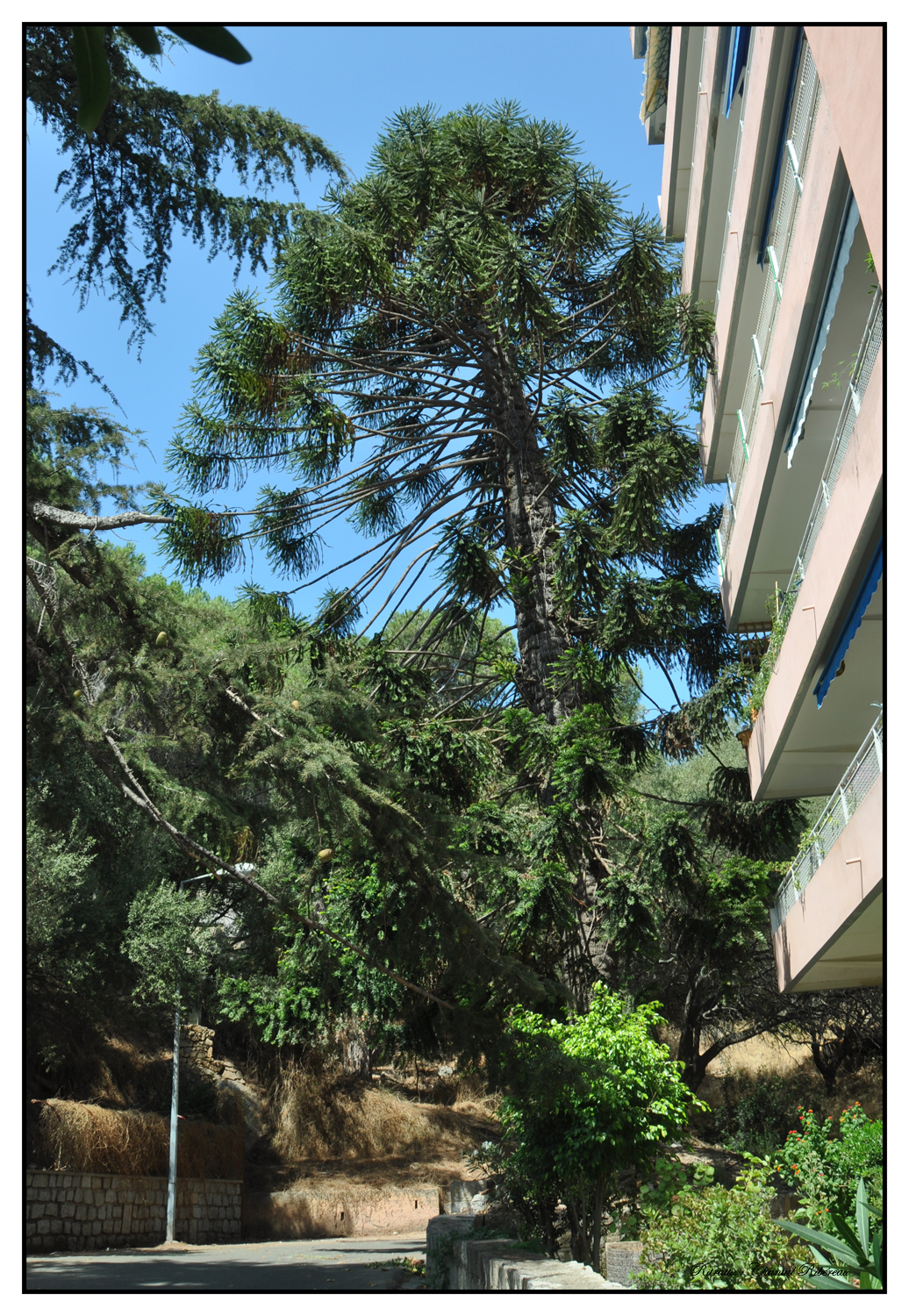 L'arbre en question. Photo : CR