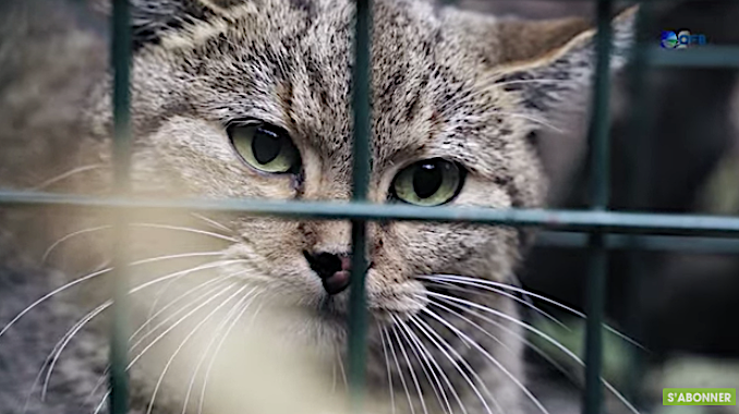 Ghjattu Volpe : la vidéo présentée au congrès mondial de la nature