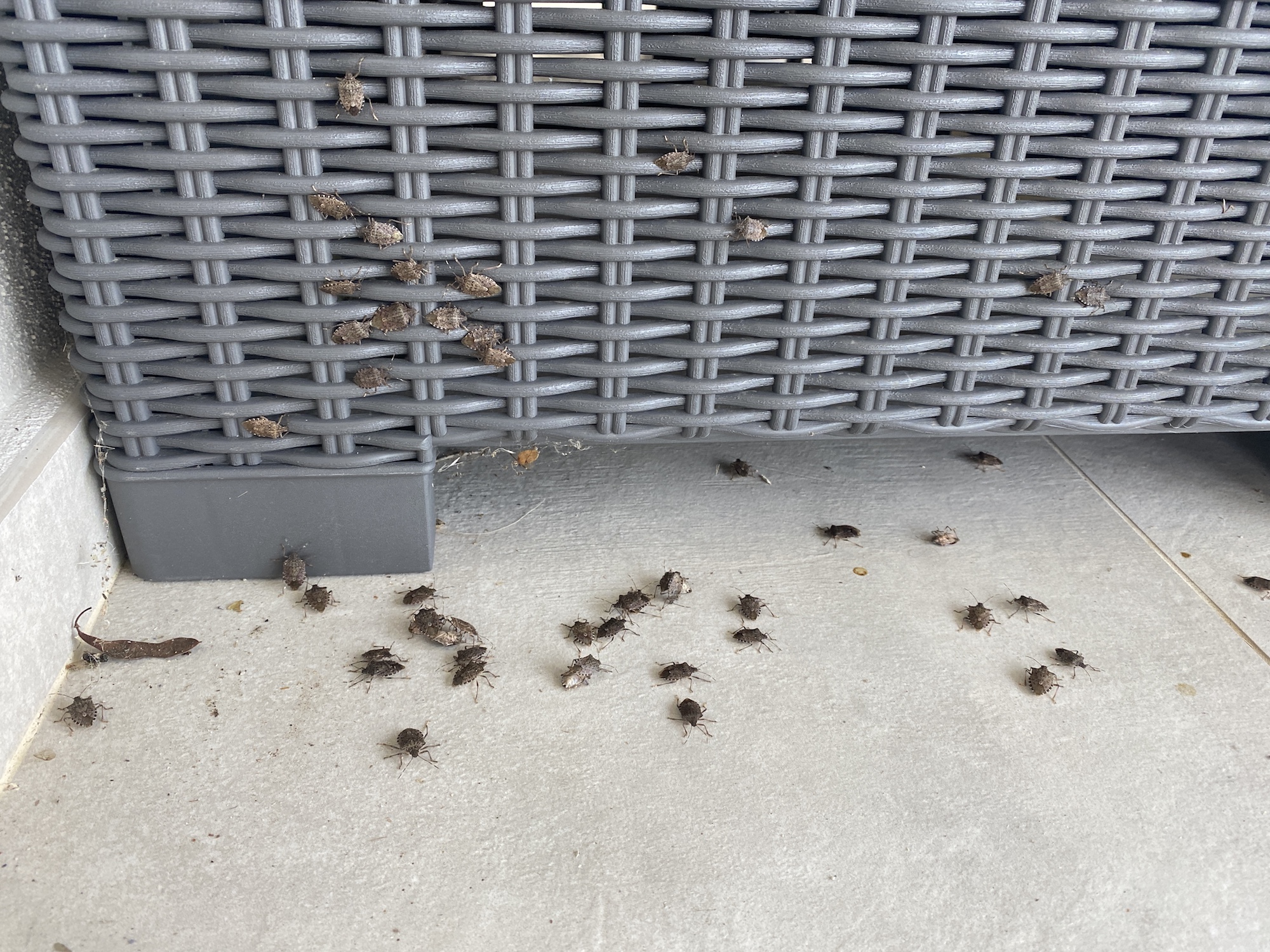 Les punaises diaboliques à Bravone.