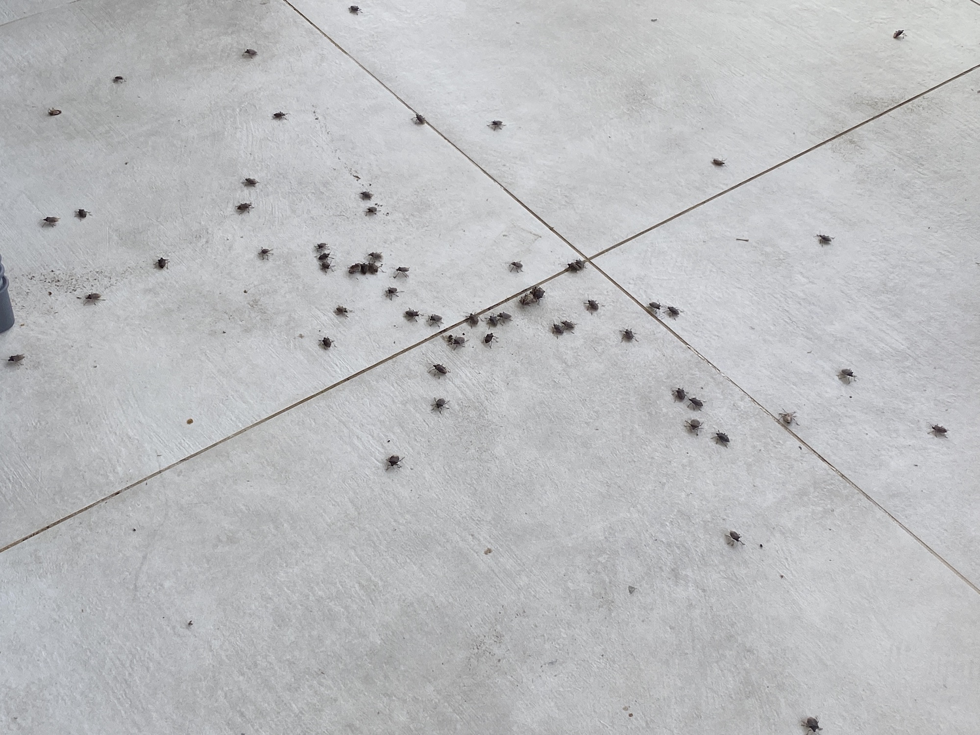 Les punaises diaboliques envahissent la Plaine Orientale 